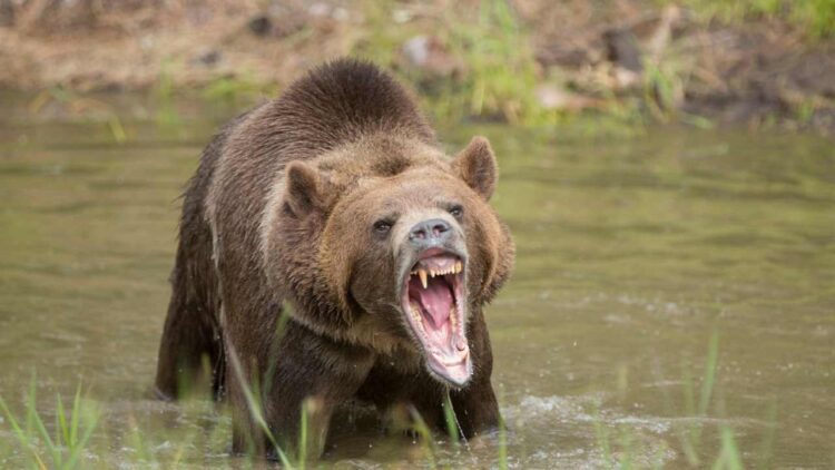 Two injured after attacked by bear in Tral