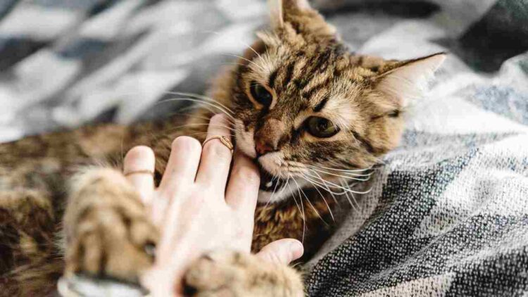 Cat bites on rise in Kashmir, around 3000 cases reported at ARC SMHS in one year