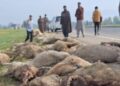 Speedy tempo vehicle crushes 60 sheep to death, injures 40 in Kulgam