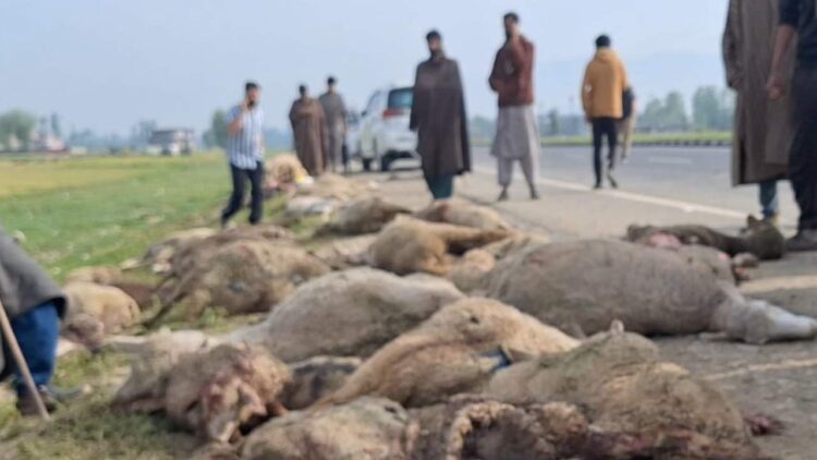 Speedy tempo vehicle crushes 60 sheep to death, injures 40 in Kulgam Speedy tempo vehicle crushes 60 sheep to death, injures 40 in Kulgam
