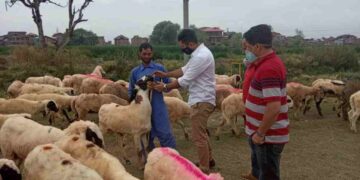 No social media display of ‘qurbani’: Islamic Centre’s advisory