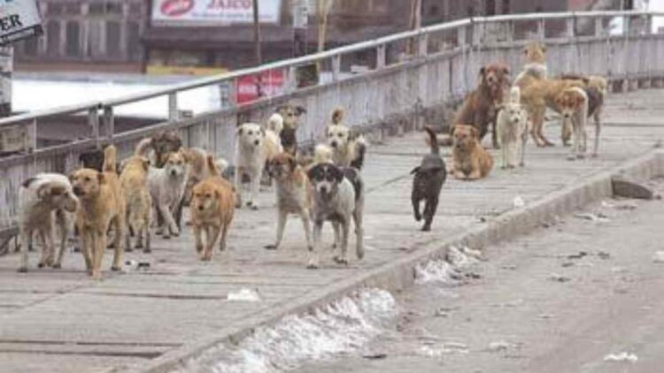 Minor girl mauled to death by stray dogs in Awantipora