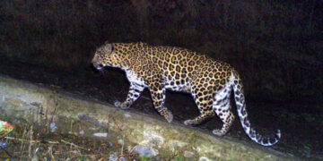 Minor mauled to death by leopard in Kulgam