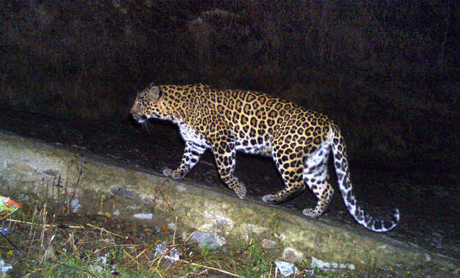 Minor mauled to death by leopard in Kulgam
