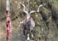 In Rare Appearance, Markhor Spotted in Baramulla Village