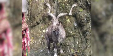 In Rare Appearance, Markhor Spotted in Baramulla Village