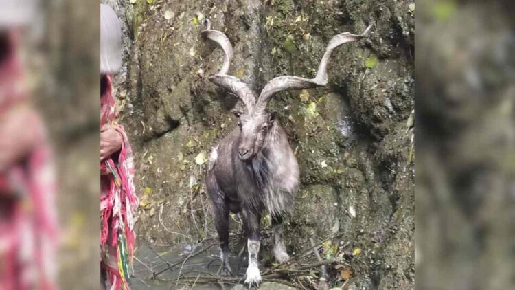 In Rare Appearance, Markhor Spotted in Baramulla Village In Rare Appearance, Markhor Spotted in Baramulla Village
