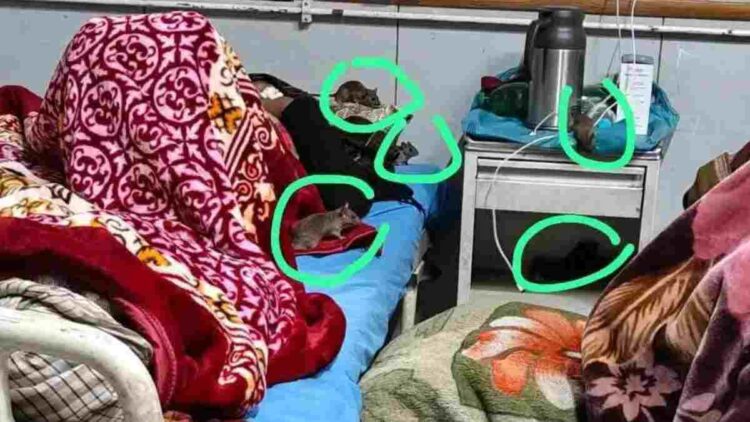 Authenticity of Viral Photograph Showing Rodents on Patient Beds in Anantnag Under Investigation: Top Official Authenticity of Viral Photograph Showing Rodents on Patient Beds in Anantnag Under Investigation: Top Official