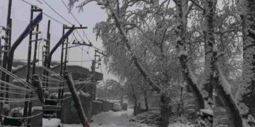 Nowgam Residents Raise Concerns Over Safety Risks From Overgrown Trees