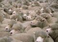 To Boost Meat Production in J&K, Govt to Import 900 High-Quality Sheep from Australia