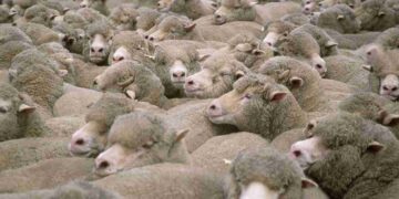 To Boost Meat Production in J&K, Govt to Import 900 High-Quality Sheep from Australia