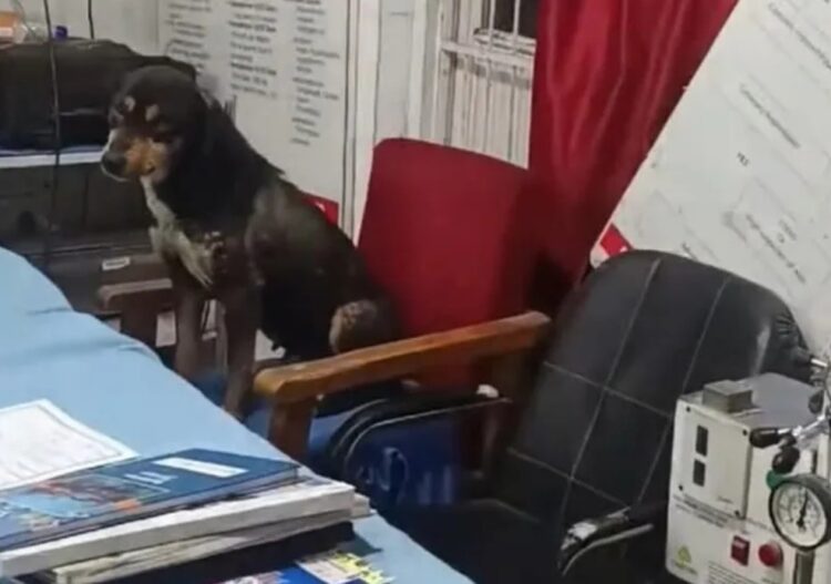 Seven Employees Attached Over Dog Incident at SDH Chadoora