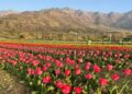 Asia’s Largest Tulip Garden Set to Open on March 26