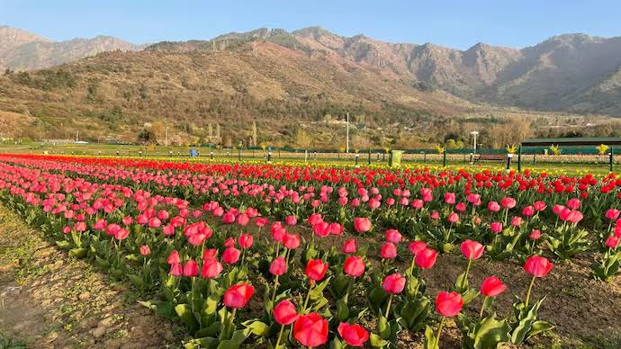 Asia’s Largest Tulip Garden Set to Open on March 26 Asia’s Largest Tulip Garden Set to Open on March 26
