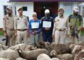 Sheep Theft Gang Busted in Shopian, 51 Stolen Sheep Recovered