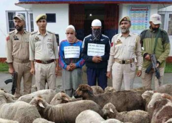 Sheep Theft Gang Busted in Shopian, 51 Stolen Sheep Recovered
