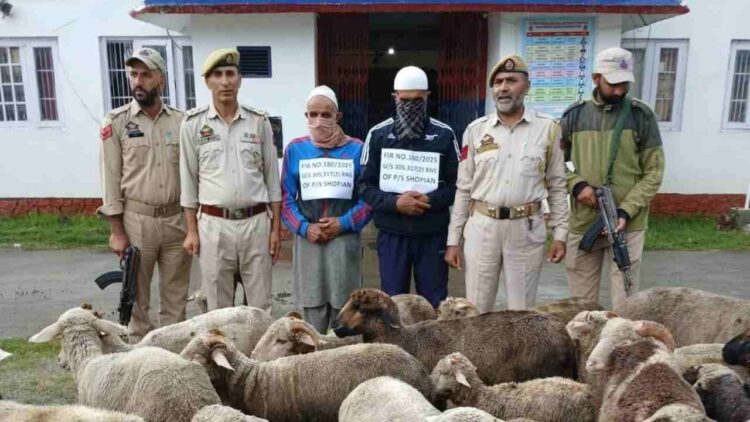Sheep Theft Gang Busted in Shopian, 51 Stolen Sheep Recovered