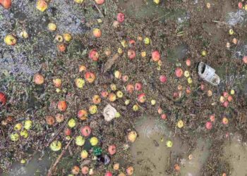 Highway Closures Choke Kashmir’s Fruit Industry, Rs 700 Cr Lost, Says Union