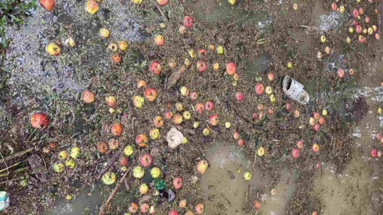 Highway Closures Choke Kashmir’s Fruit Industry, Rs 700 Cr Lost, Says Union