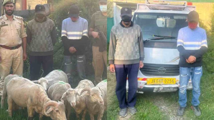 Ganderbal Police Crack Two Livestock Theft Cases, Recover Sheep Worth Lakhs; 3 Arrested