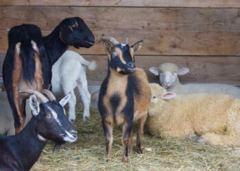 30 Sheep, Goats Killed in Separate Road Accidents in Tangmarg, Qazigund