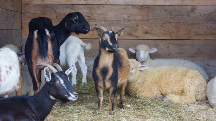 30 Sheep, Goats Killed in Separate Road Accidents in Tangmarg, Qazigund