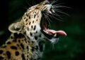 Leopard attack kills minor girl in Anantnag Leopard Kills Boy in Anantnag