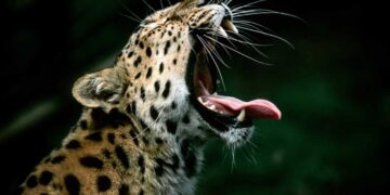 Leopard Kills Boy in Anantnag