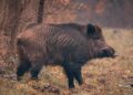 Wild boar attack leaves 4 injured in Kashmir’s Tral