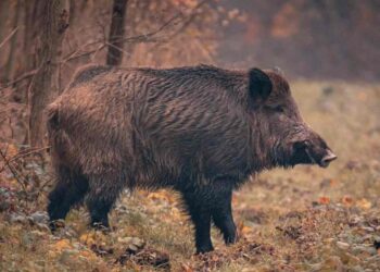 Wild boar attack leaves 4 injured in Kashmir’s Tral