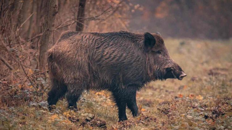 Wild boar attack leaves 4 injured in Kashmir’s Tral